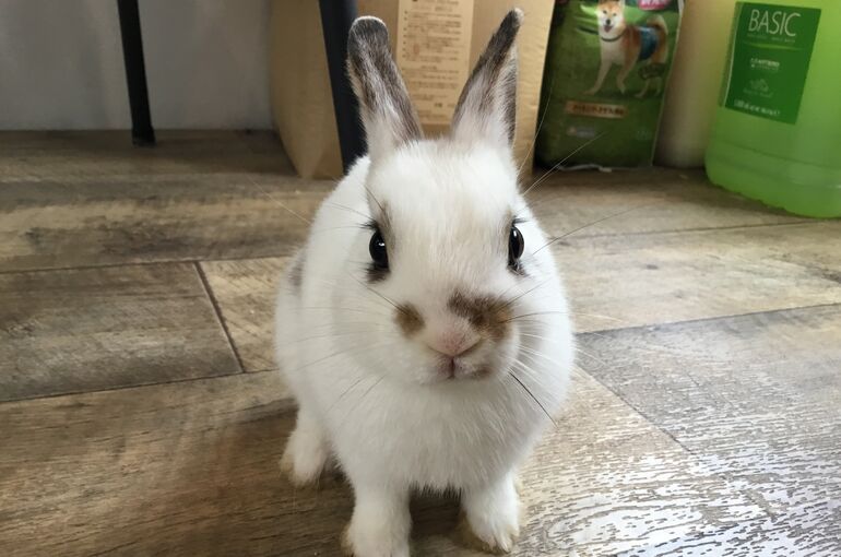 うさぎ　子うさぎ　動物