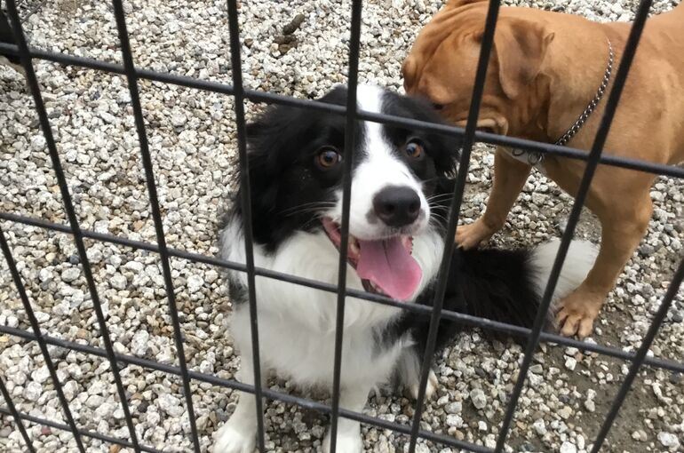 犬　ボーダーコリー　