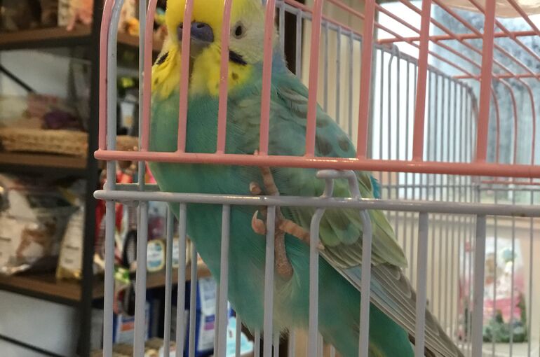 セキセイインコ　鳥　インコ
