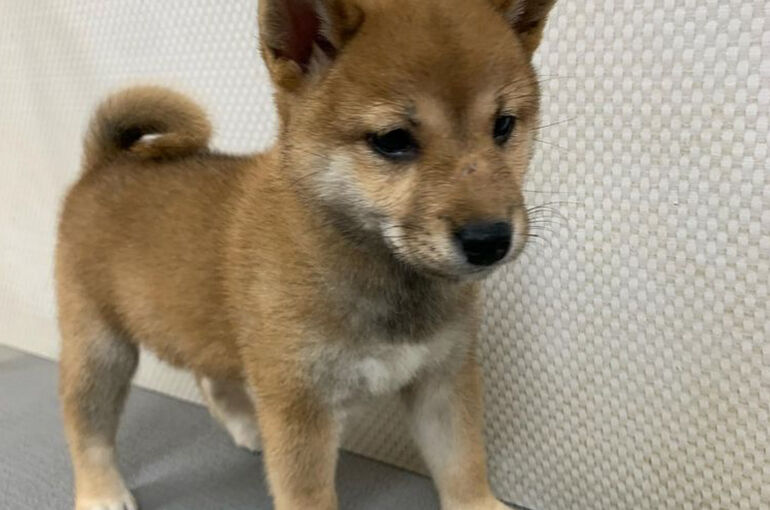 柴犬　子犬