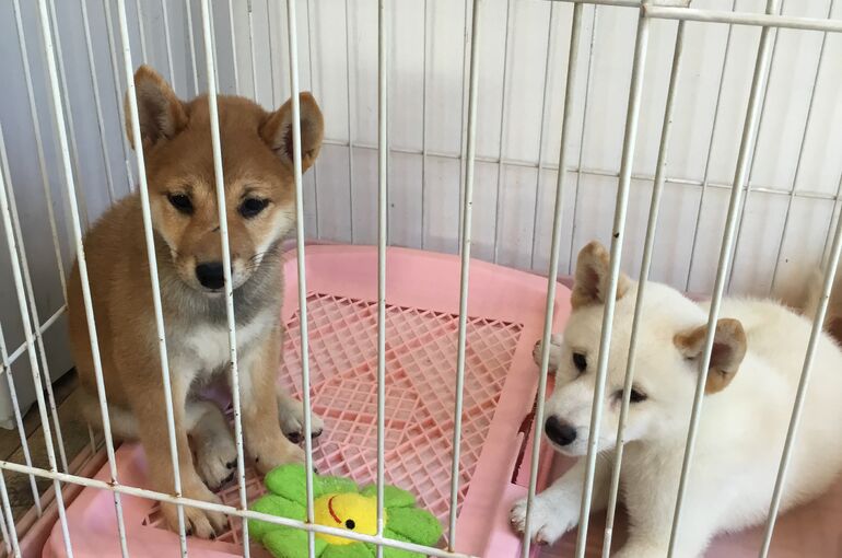 柴犬　子犬　販売　ペットショップ