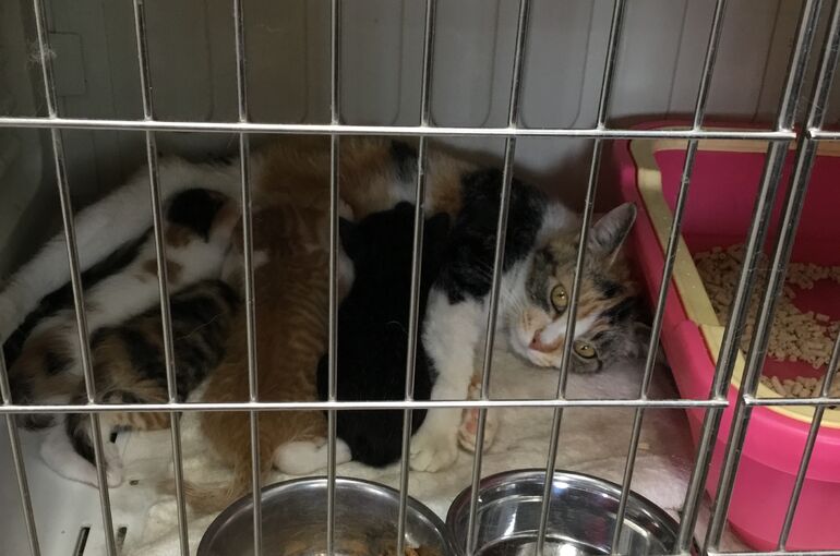 子猫　猫　里親　里親募集