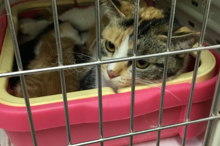 猫　親猫　子猫