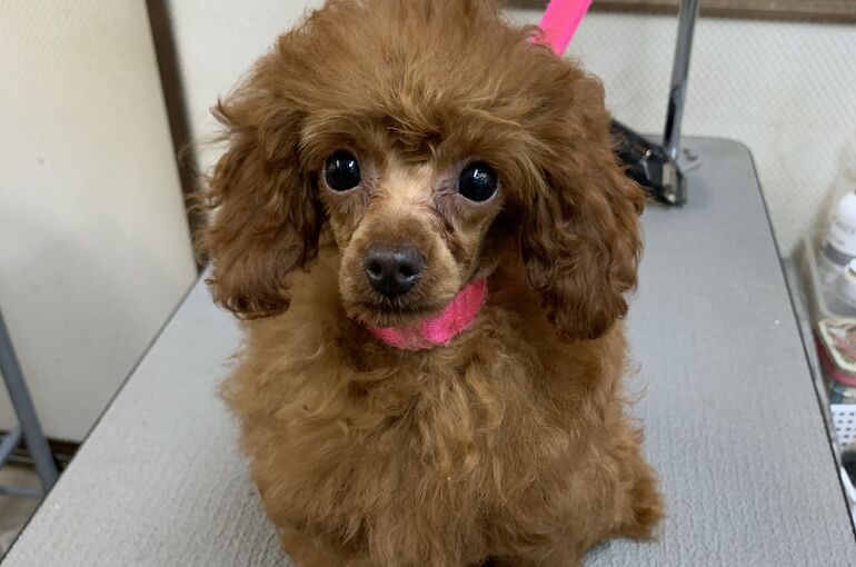 子犬 トリミング シャンプー だんだん